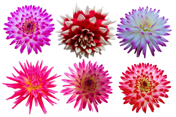 卡羅拉的花語(yǔ)(卡羅拉花語(yǔ)怎樣起名字好聽(tīng))